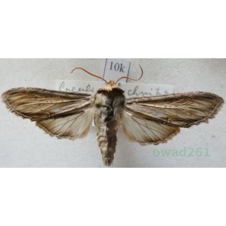 Cucullia lychnitis (Rambur, 1833) Kapturnica firletówka Slovakia10k